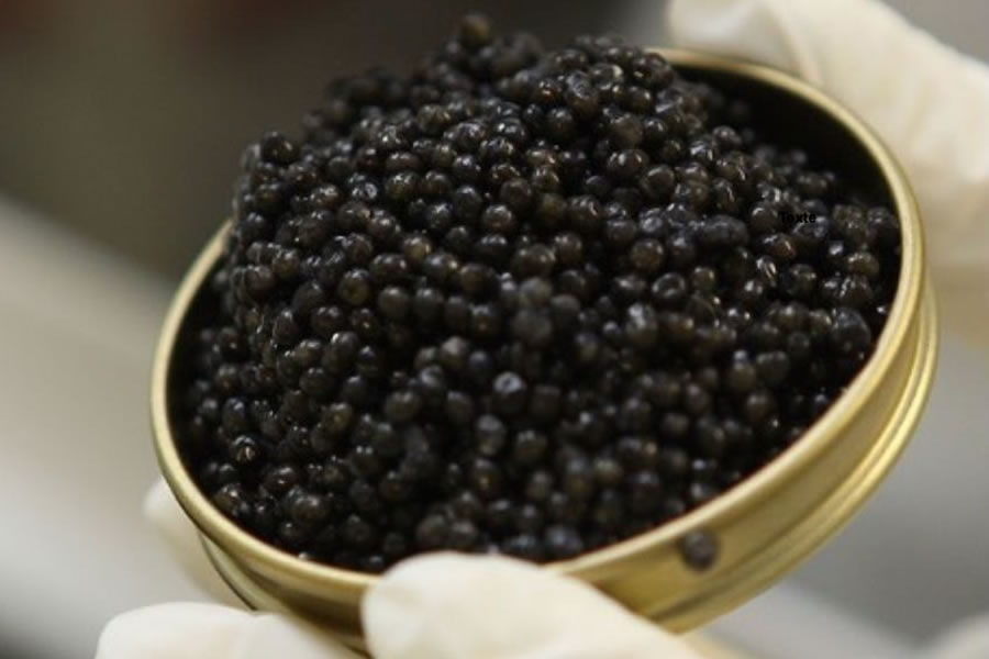 Caviar